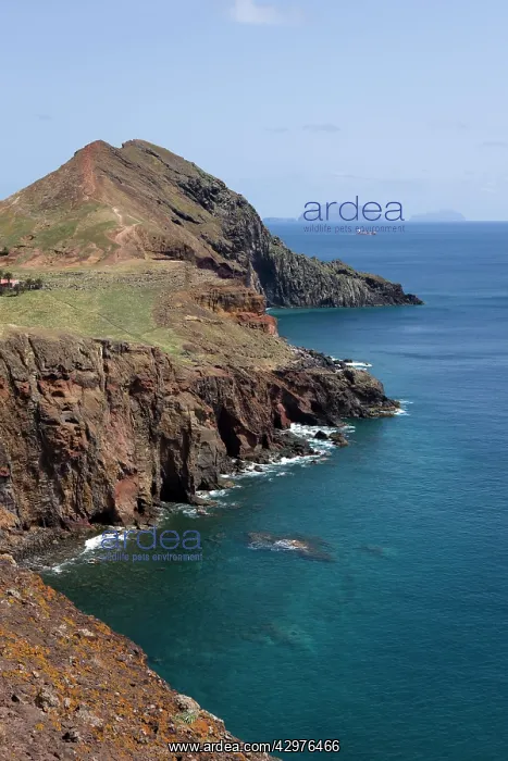 : Madeira Island - high cliffs - Common yellow wall-lichen : Madeira Island - high cliffs - Common yellow wall-lichen