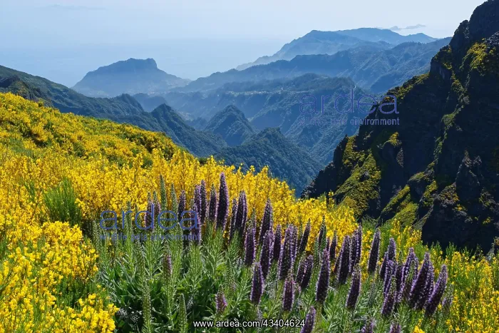 : Madeira-Natternknpfe, Ginster, Berge, Pico Arieiro : Madeira-Natternknpfe, Ginster, Berge, Pico Arieiro