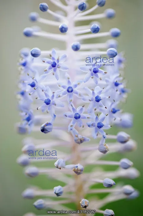 : Madeira squill, Scilla madeirensis, Close side view : Madeira squill, Scilla madeirensis, Close side view