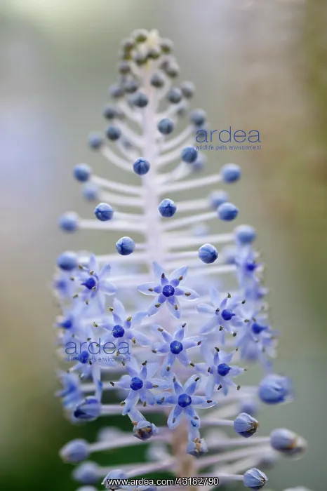 : Madeira squill, Scilla madeirensis, Close side view : Madeira squill, Scilla madeirensis, Close side view