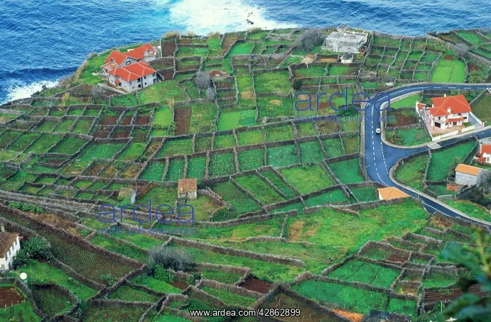 : Madeira - Tiny fields hedged with tree heather : Madeira - Tiny fields hedged with tree heather