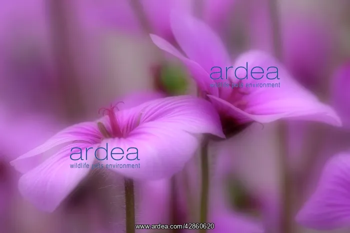 : Madeiran Cranesbill - pink coloured blossoms : Madeiran Cranesbill - pink coloured blossoms