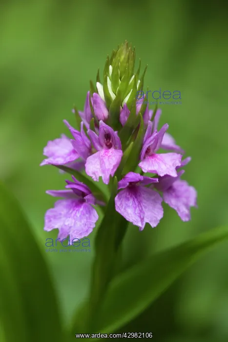 : Madeiran Orchid : Madeiran Orchid