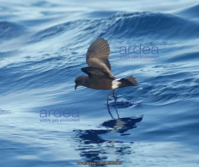 : Madeiran Storm-Petrel - dancing on sea - June : Madeiran Storm-Petrel - dancing on sea - June