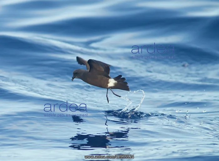 : Madeiran Storm-Petrel - dancing on sea - June : Madeiran Storm-Petrel - dancing on sea - June