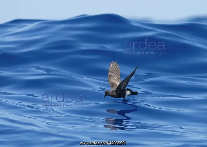 : Madeiran Storm-Petrel - dancing on sea - June : Madeiran Storm-Petrel - dancing on sea - June
