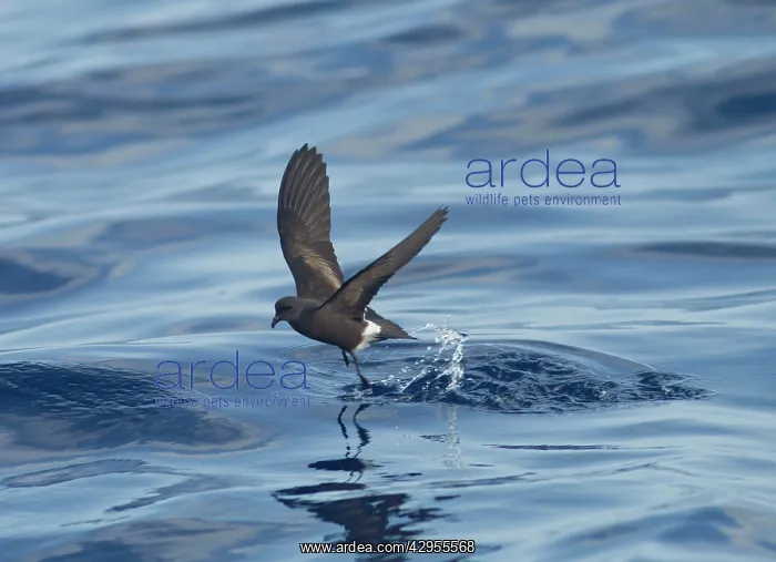 : Madeiran Storm-Petrel - dancing on sea - June : Madeiran Storm-Petrel - dancing on sea - June