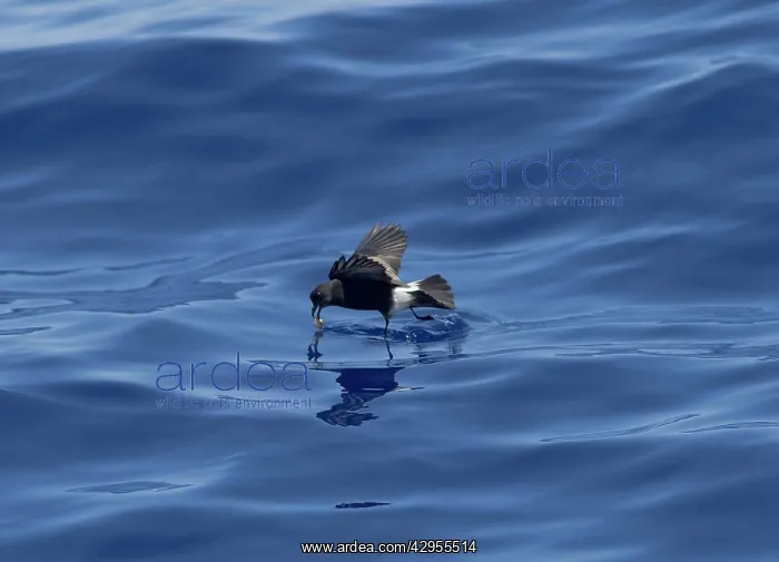 : Madeiran Storm-Petrel - feeding on sea - June : Madeiran Storm-Petrel - feeding on sea - June