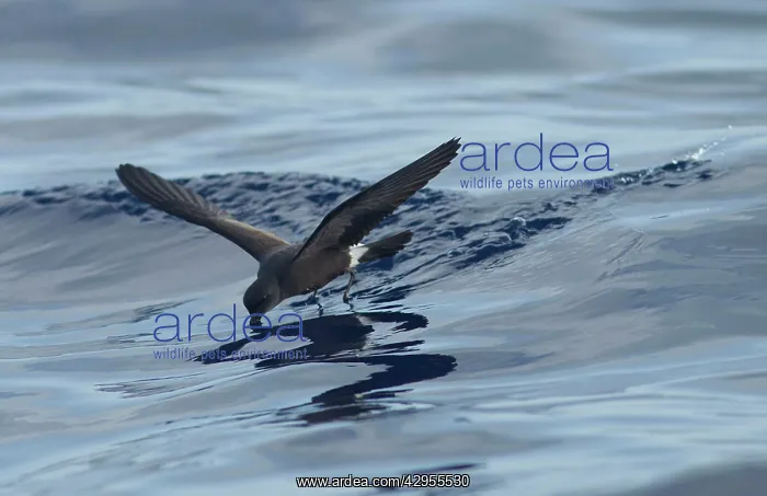 : Madeiran Storm-Petrel - feeding on sea - June : Madeiran Storm-Petrel - feeding on sea - June