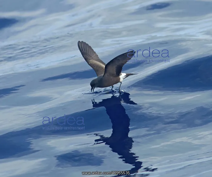 : Madeiran Storm-Petrel - feeding on sea - June : Madeiran Storm-Petrel - feeding on sea - June