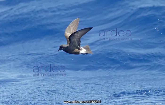 : Madeiran Storm-Petrel - in flight over sea - June : Madeiran Storm-Petrel - in flight over sea - June