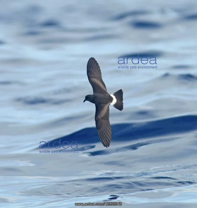 : Madeiran Storm-Petrel - in flight over sea - June : Madeiran Storm-Petrel - in flight over sea - June