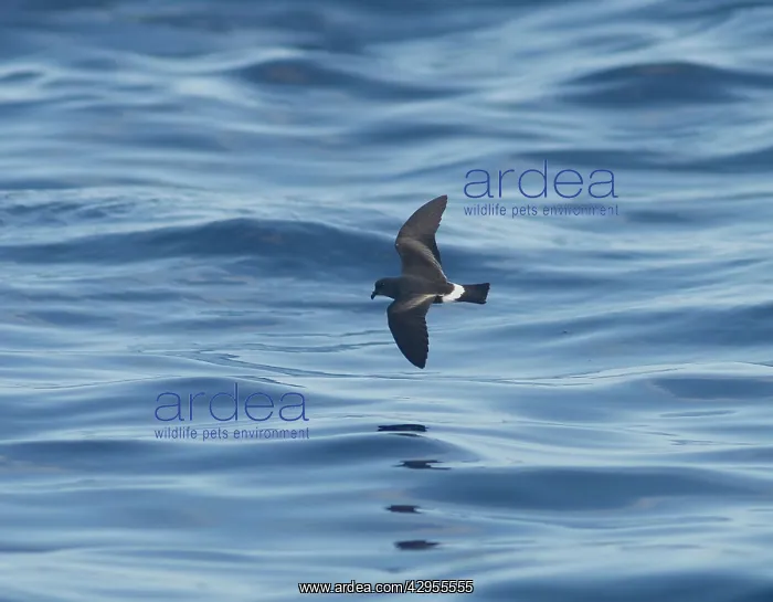 : Madeiran Storm-Petrel - in flight over sea - June : Madeiran Storm-Petrel - in flight over sea - June