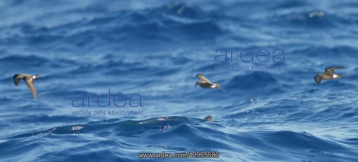 : Madeiran Storm-Petrel - in flight over sea - June : Madeiran Storm-Petrel - in flight over sea - June