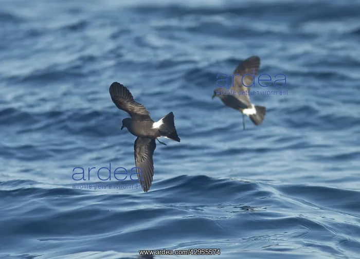 : Madeiran Storm-Petrels - in flight over sea - June : Madeiran Storm-Petrels - in flight over sea - June