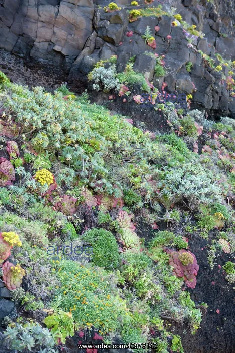 : Madeira's flora - North coast flora - Mostly succulents : Madeira's flora - North coast flora - Mostly succulents