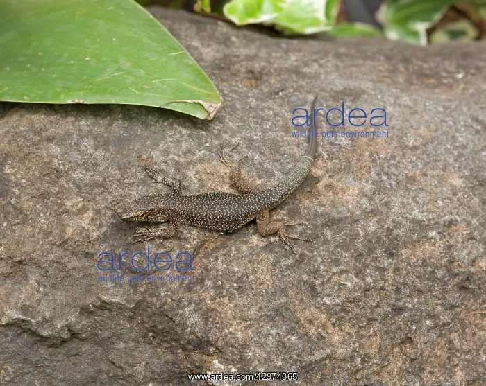 : Madeiria Lizard : Madeiria Lizard