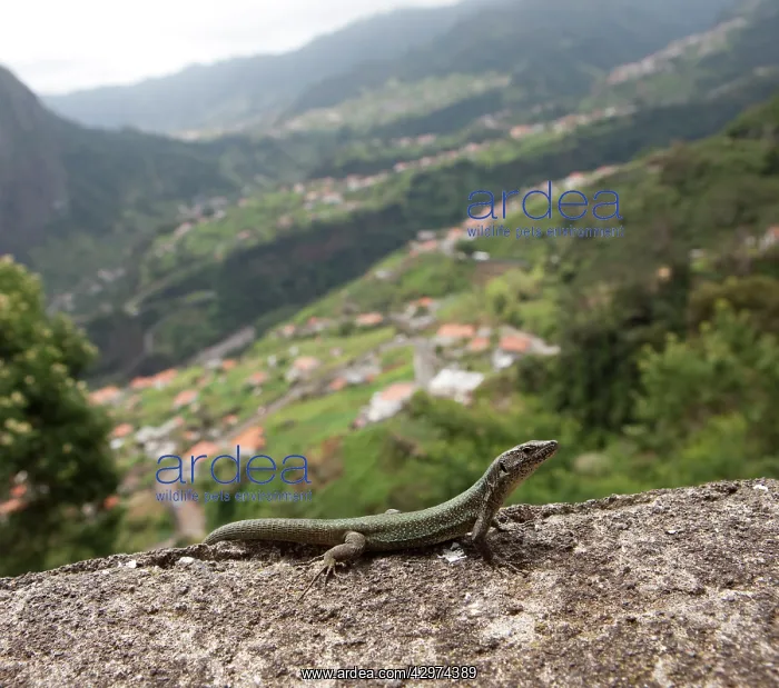 : Madeiria Lizard : Madeiria Lizard