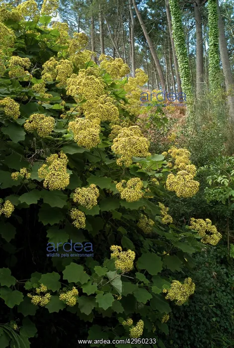 : Madeiro's Senecio petasitis : Madeiro's Senecio petasitis