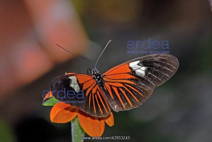 : Madiera butterfly visiting flower : Madiera butterfly visiting flower
