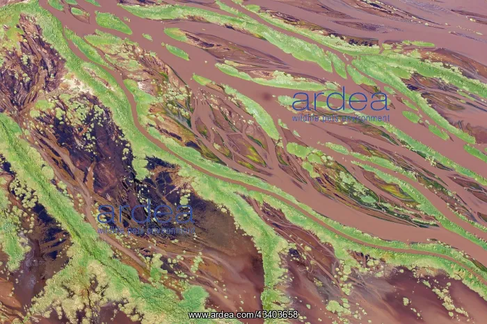 : Magadi lake in Kenya, Estuary : Magadi lake in Kenya, Estuary