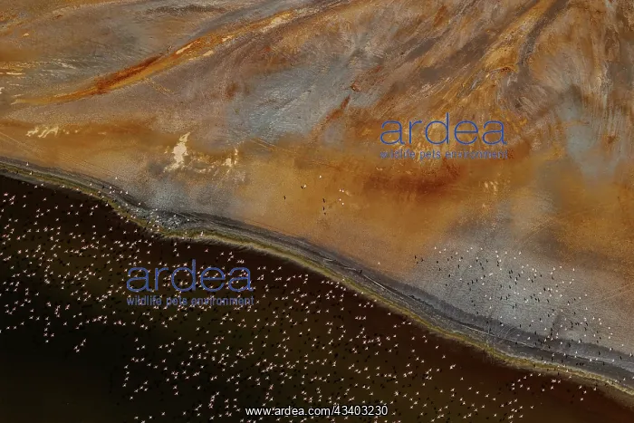 : Magadi lake in Kenya and flamingos : Magadi lake in Kenya and flamingos