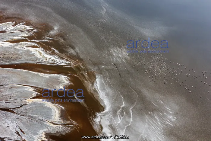 : Magadi lake in Kenya and flamingos : Magadi lake in Kenya and flamingos
