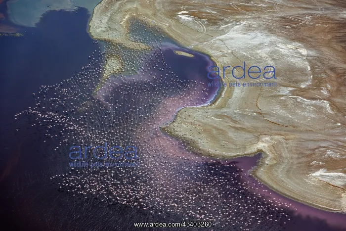 : Magadi lake in Kenya and flamingos : Magadi lake in Kenya and flamingos