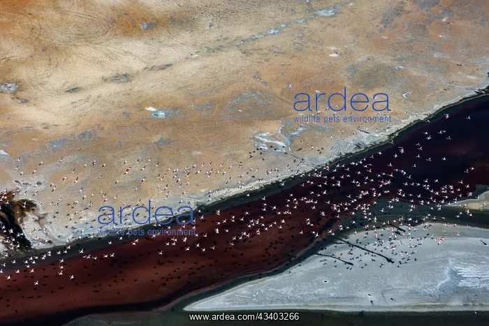 : Magadi lake in Kenya and flamingos : Magadi lake in Kenya and flamingos