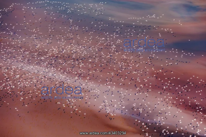 : Magadi lake in Kenya and flamingos : Magadi lake in Kenya and flamingos