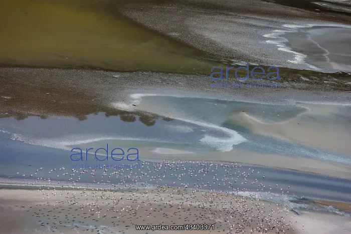 : Magadi lake in Kenya and flamingos : Magadi lake in Kenya and flamingos