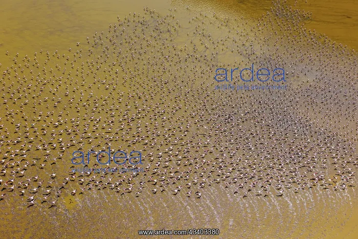 : Magadi lake in Kenya and flamingos : Magadi lake in Kenya and flamingos