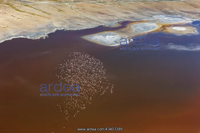 : Magadi lake in Kenya and flamingos : Magadi lake in Kenya and flamingos