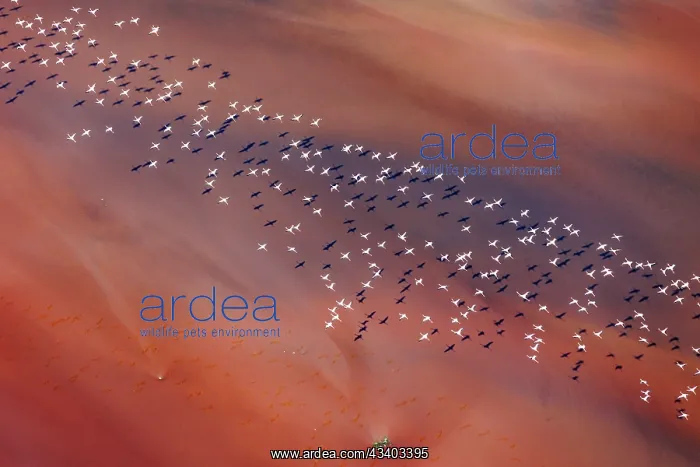 : Magadi lake in Kenya and flamingos : Magadi lake in Kenya and flamingos