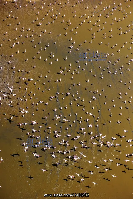 : Magadi lake in Kenya and flamingos : Magadi lake in Kenya and flamingos