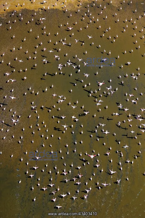 : Magadi lake in Kenya and flamingos : Magadi lake in Kenya and flamingos
