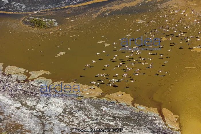 : Magadi lake in Kenya and flamingos : Magadi lake in Kenya and flamingos