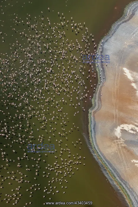 : Magadi lake in Kenya and flamingos : Magadi lake in Kenya and flamingos