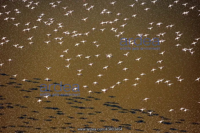 : Magadi lake in Kenya and flamingos : Magadi lake in Kenya and flamingos