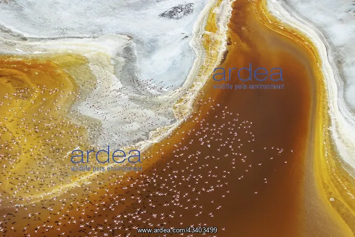 : Magadi lake in Kenya and flamingos : Magadi lake in Kenya and flamingos