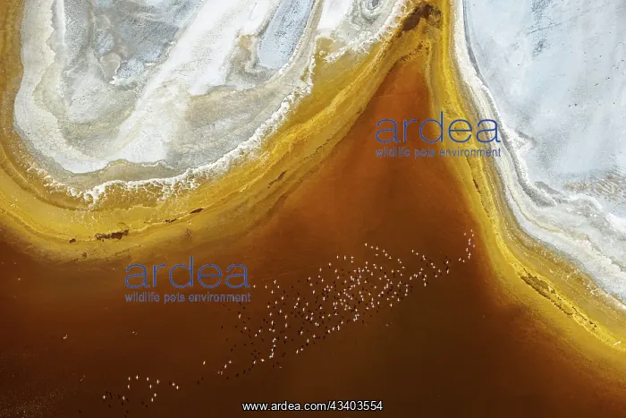 : Magadi lake in Kenya and flamingos : Magadi lake in Kenya and flamingos