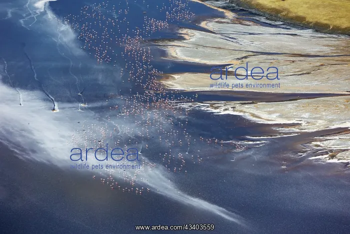 : Magadi lake in Kenya and flamingos : Magadi lake in Kenya and flamingos