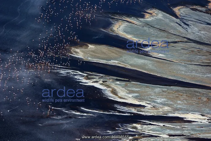 : Magadi lake in Kenya and flamingos : Magadi lake in Kenya and flamingos