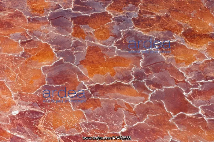 : Magadi lake in Kenya, Patterns : Magadi lake in Kenya, Patterns