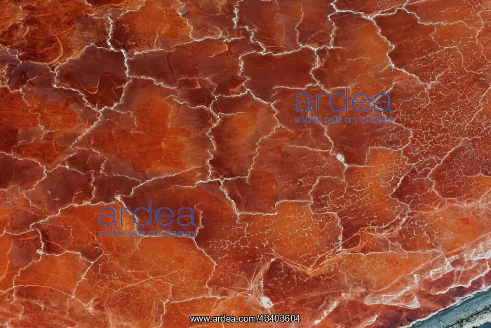 : Magadi lake in Kenya, Patterns : Magadi lake in Kenya, Patterns