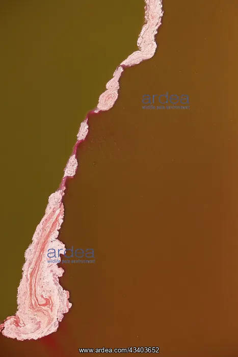 : Magadi lake in Kenya, Patterns : Magadi lake in Kenya, Patterns