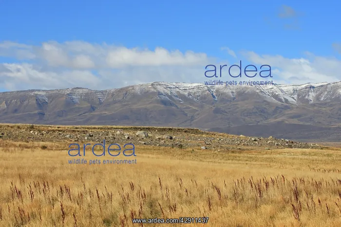: Magallanes Peninsula : Magallanes Peninsula