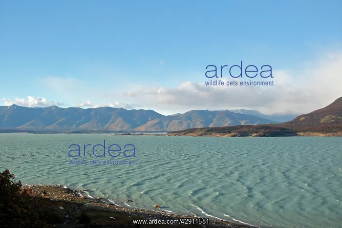 : Magallanes Peninsula : Magallanes Peninsula
