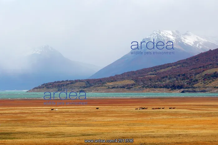 : Magallanes Peninsula : Magallanes Peninsula