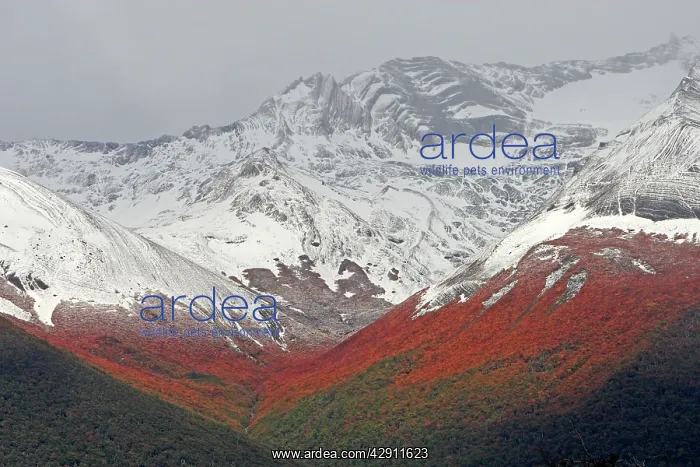 : Magallanes Peninsula : Magallanes Peninsula